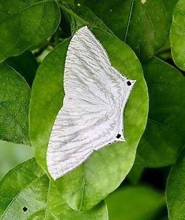Grey Swallowtail Moth - Micronia aculeata Observation date is 8 June 2013  Eamw moth,Geotagged,Micronia aculeata,Spring,Vietnam