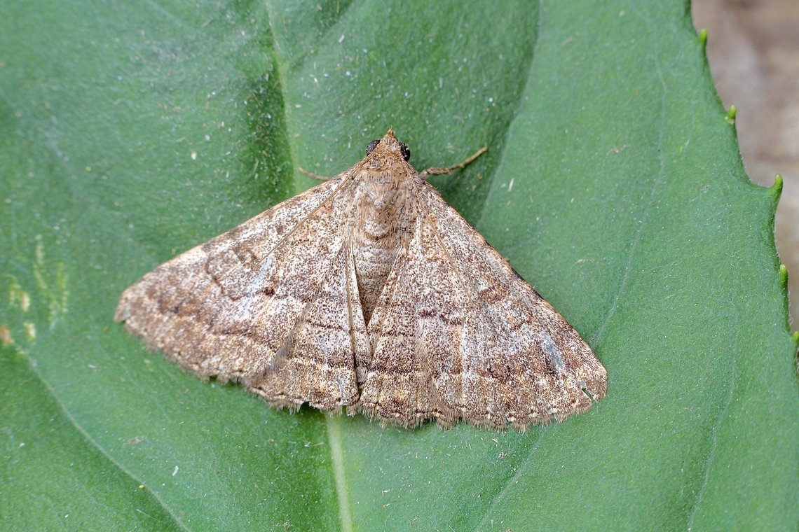 Diatenes chalybescens Attracted to UV light. Australia,Diatenes chalybescens,Eamw moth,Encounter Bay SA,Geotagged,Spring,UVL