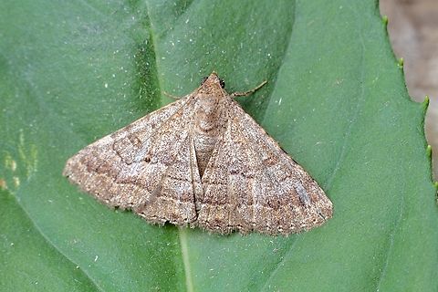 Diatenes chalybescens Attracted to UV light. Australia,Diatenes chalybescens,Eamw moth,Encounter Bay SA,Geotagged,Spring,UVL