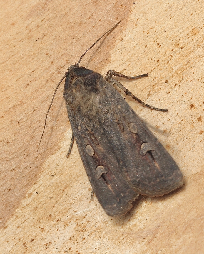 Bogong Moth -  Agrotis infusa Attracted to UV light. Agrotis infusa,Australia,Bogong moth,Eamw moth,Encounter Bay SA,Geotagged,Spring,UVL