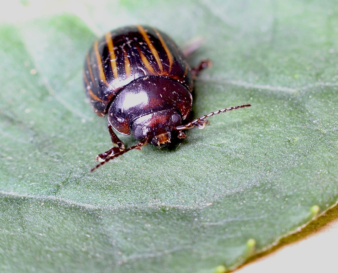 Paropsisterna nigerrima  Australia,Eamw beetles,Encounter Bay SA,Geotagged,Paropsisterna nigerrima,Spring