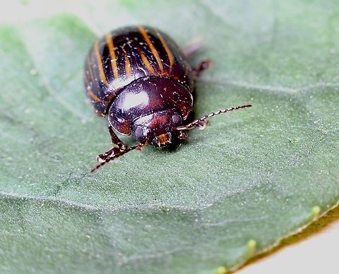 Paropsisterna nigerrima  Australia,Eamw beetles,Encounter Bay SA,Geotagged,Paropsisterna nigerrima,Spring