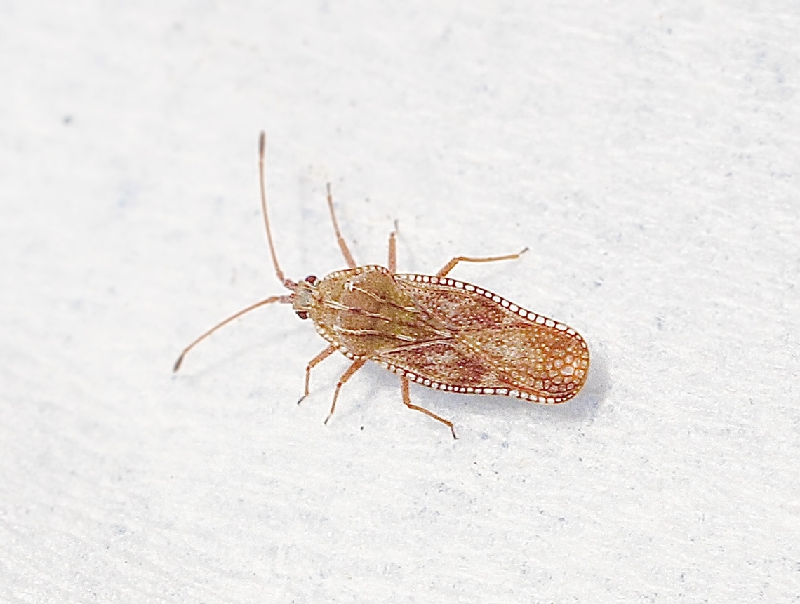 Lace bug species - Proteatingis burckhardti Observed on daisy plant in garden. Actual size approximately 4 mm. Australia,Eamw bugs,Encounter Bay SA,Geotagged,Proteatingis burckhardti,Spring