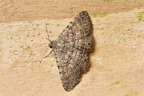 Owlet moth - Diatenes chalybescens Attracted to UV light. Australia,Diatenes chalybescens,Encounter Bay SA,Geotagged,Spring,UVL,eamw