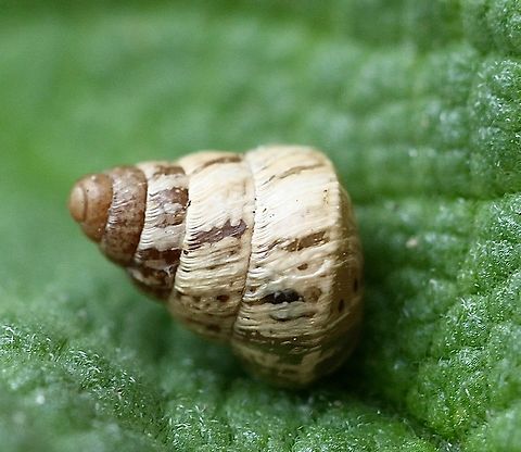 Small Pointed Snail - Cochlicella barbara  Australia,Cochlicella barbara,Eamw snails,Encounter Bay SA,Geotagged,Small Pointed Snail,Spring