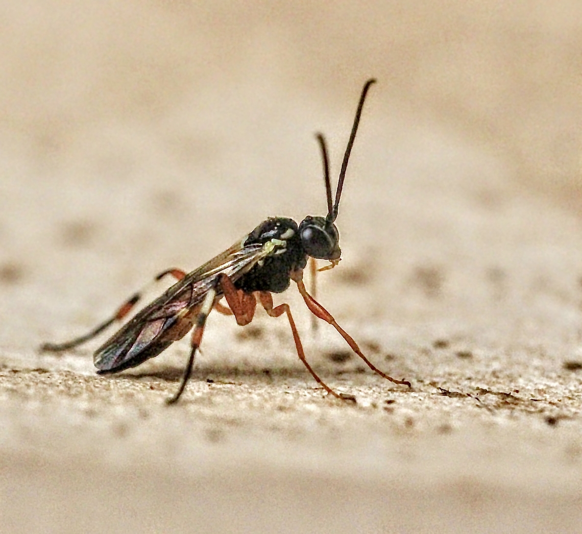 Common Hover Fly Parasitoid Wasp - Diplazon laetatorius Observed in garden. Australia,Diplazon laetatorius,Eamw wasps,Encounter Bay SA,Geotagged,Hover Fly Parasite,Spring