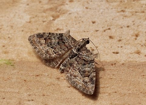 Apple looper - Phrissogonus laticostata Attracted to UV light. Apple looper,Australia,Geotagged,Phrissogonus laticostata,Spring