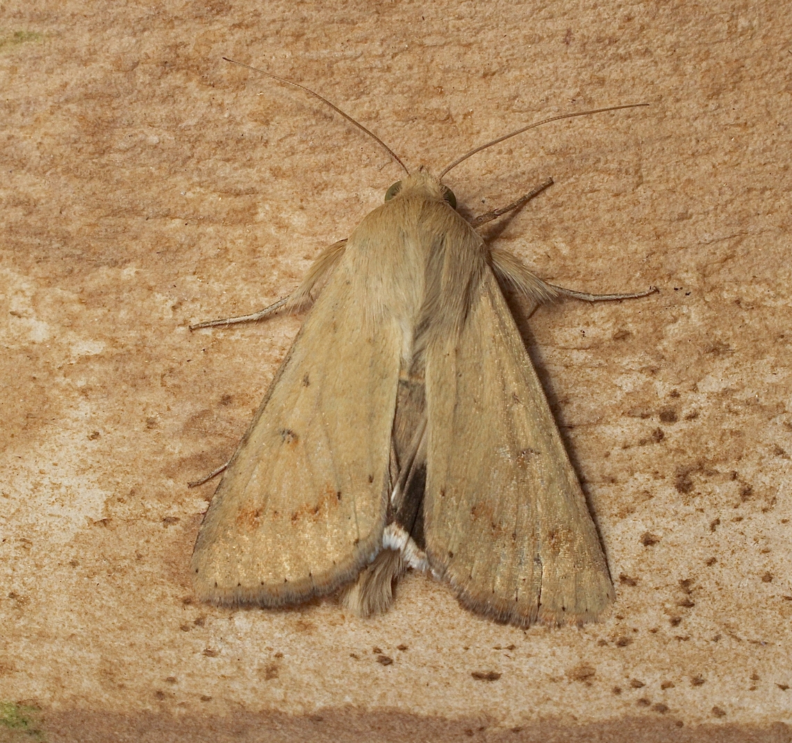Tomato Fruitworm Moth Helicoverpa armigera ssp. conferta Attracted to UV light. Australia,Cotton bollworm,Geotagged,Helicoverpa armigera,Spring