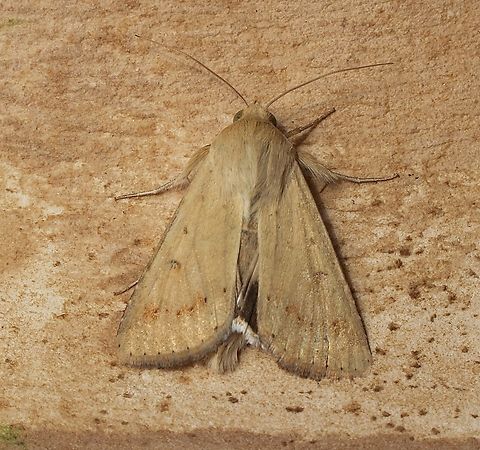 Tomato Fruitworm Moth Helicoverpa armigera ssp. conferta Attracted to UV light. Australia,Cotton bollworm,Geotagged,Helicoverpa armigera,Spring