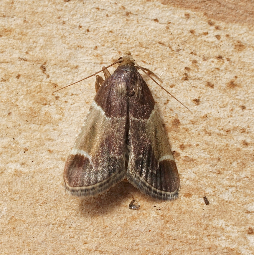 Meal moth - Pyralis farinalis Attracted to UV light. Australia,Geotagged,Meal moth,Pyralis farinalis,Spring
