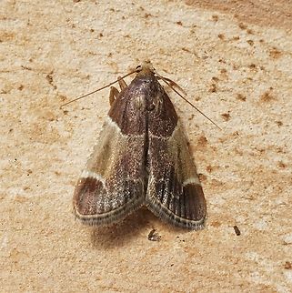 Meal moth - Pyralis farinalis Attracted to UV light. Australia,Geotagged,Meal moth,Pyralis farinalis,Spring