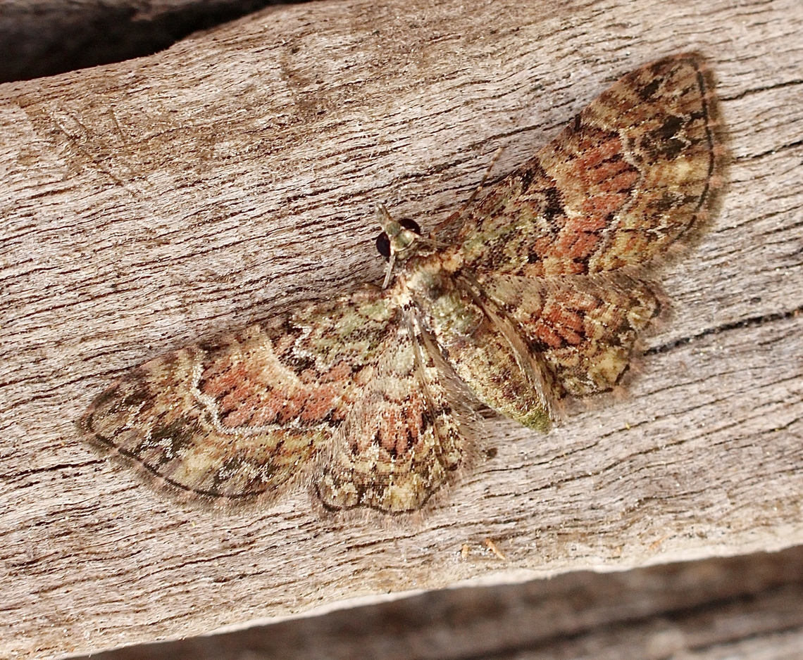 Chloroclystis catastreptes Attracted to UV light. Australia,Chloroclystis catastreptes,Geotagged,Spring