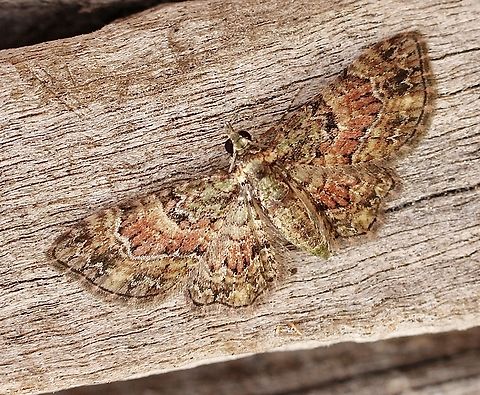 Chloroclystis catastreptes Attracted to UV light. Australia,Chloroclystis catastreptes,Geotagged,Spring