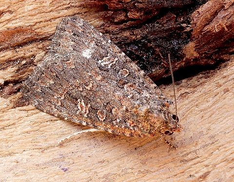 Hypoperigea tonsa Attracted to UV light. Australia,Geotagged,Hypoperigea tonsa,Spring