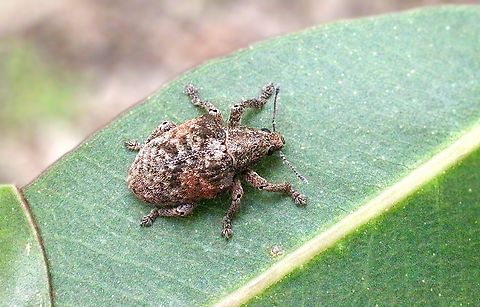 Fuller's Rose Weevil - Pantomorus cervinus  Australia,Fuller's Rose Weevil,Geotagged,Pantomorus cervinus,Spring