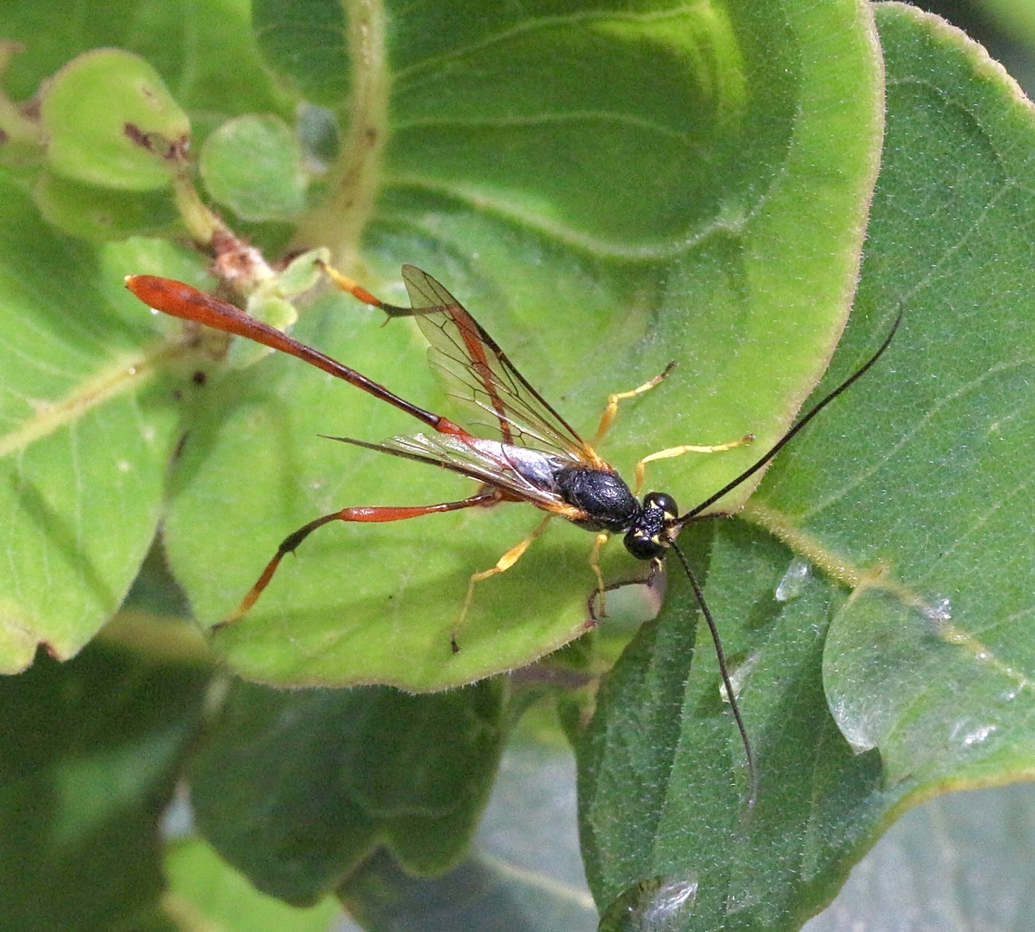 Parasitic wasp species - Trichomma fulvidens  Australia,Geotagged,Spring,Trichomma fulvidens