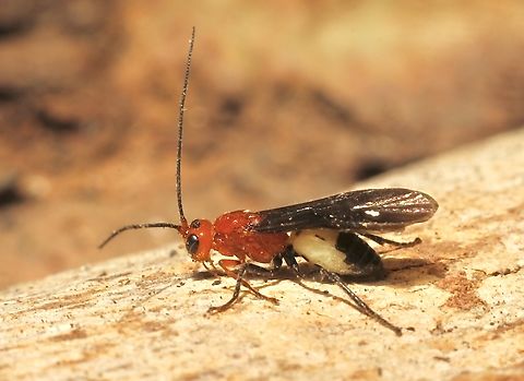 Braconid wasp in genus Callibracon  Australia,Geotagged,Spring