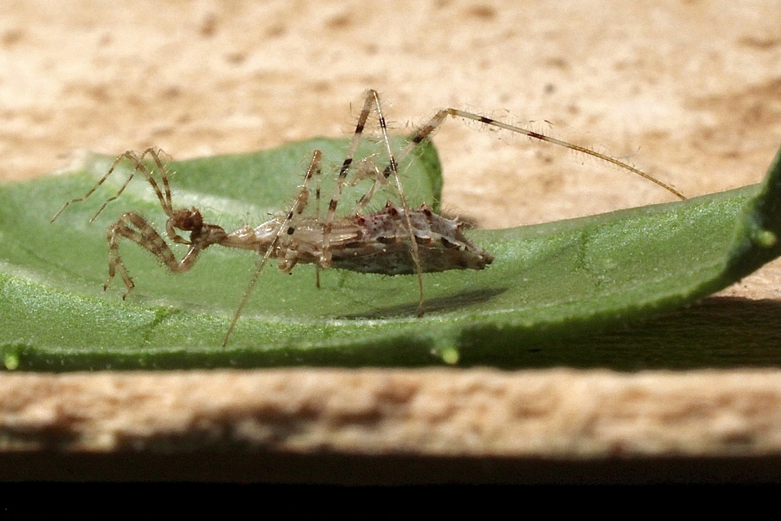 Spider Assassin Bug - Stenolemus fraterculus Actual size is approximately 6 mm for the body with very long legs. Found under Eucalyptus tree bark. Australia,Geotagged,Spring,Stenolemus fraterculus