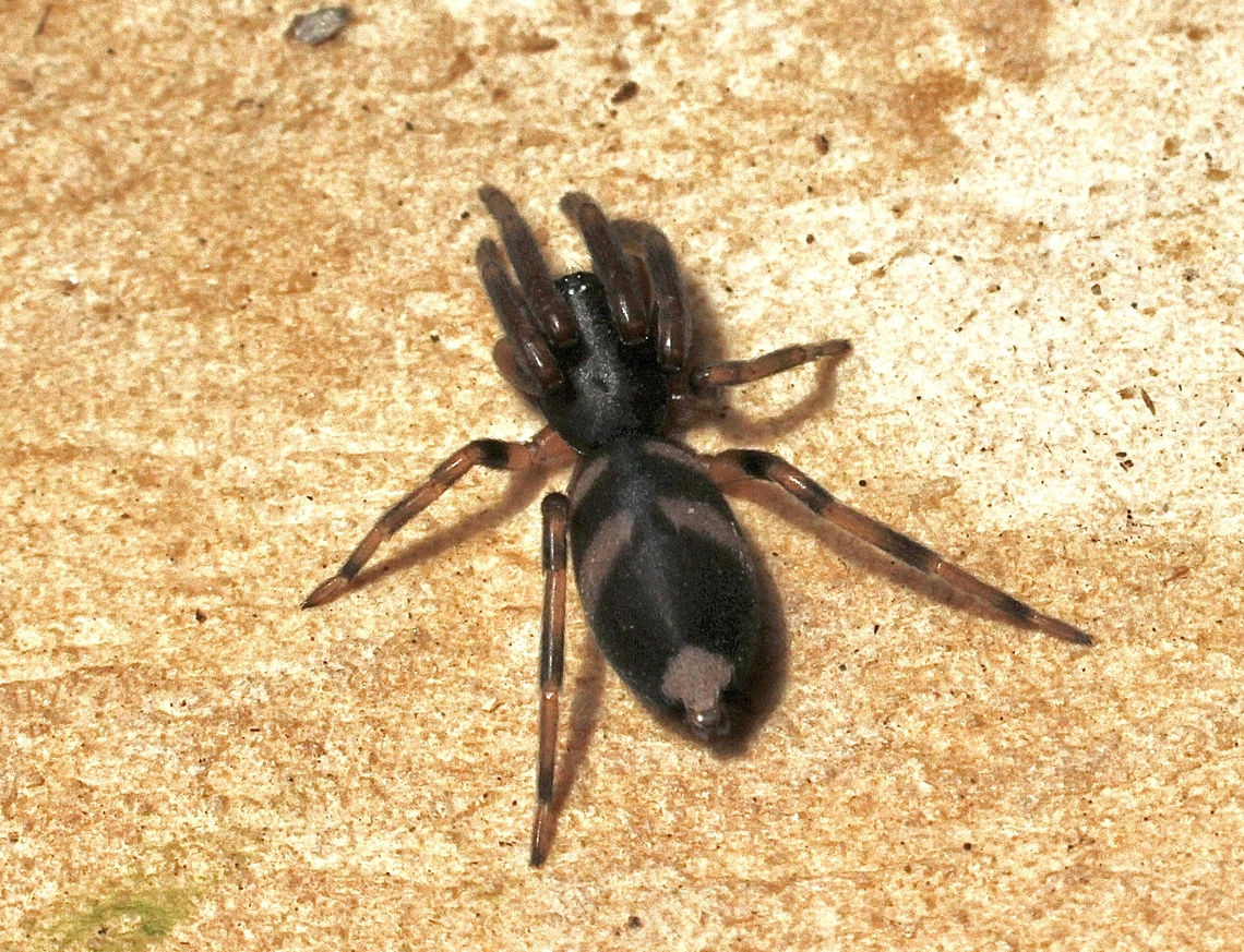 Common White-tail Spider - Lampona cylindrata  Australia,Common White-tail Spider,Geotagged,Lampona cylindrata,Spring