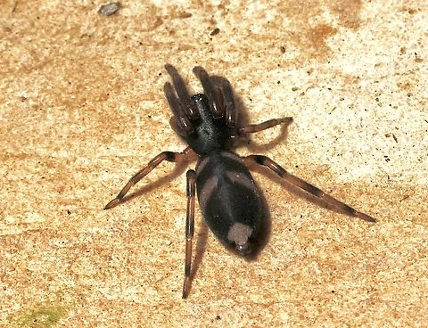 Common White-tail Spider - Lampona cylindrata  Australia,Common White-tail Spider,Geotagged,Lampona cylindrata,Spring