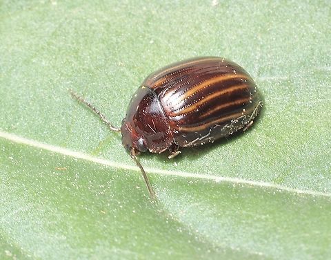Paropsisterna nigerrima Observed under Eucalyptus tree bark . Australia,Geotagged,Paropsisterna nigerrima,Spring