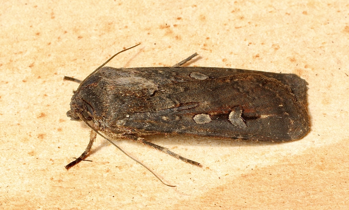 Bogong Moth - Agrotis infusa The Bogong moth has a migratory population and a non migratory population in South Australia. Today&rsquo;s upload I assume would be from the Migratory population.I am not sure if there is a visual difference in the two populations.<br />
  Agrotis infusa,Bogong moth