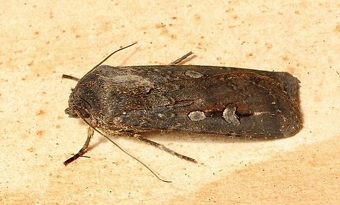 Bogong Moth - Agrotis infusa The Bogong moth has a migratory population and a non migratory population in South Australia. Today’s upload I assume would be from the Migratory population.I am not sure if there is a visual difference in the two populations.
  Agrotis infusa,Bogong moth