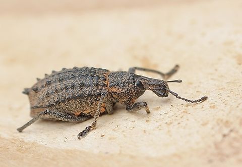 Leptopius rhizophagus  Australia,Geotagged,Leptopius rhizophagus,Spring
