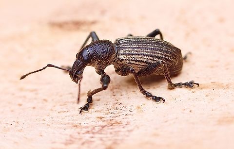 Prypnus squalidus  Australia,Geotagged,Prypnus trituberculatus,Spring