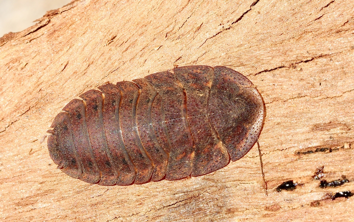 Bark Cockroach Laxta granicollis The female of this species is wingless. Australia,Bark cockroach,Geotagged,Laxta granicollis,Spring