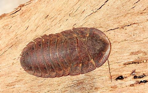 Bark Cockroach Laxta granicollis The female of this species is wingless. Australia,Bark cockroach,Geotagged,Laxta granicollis,Spring