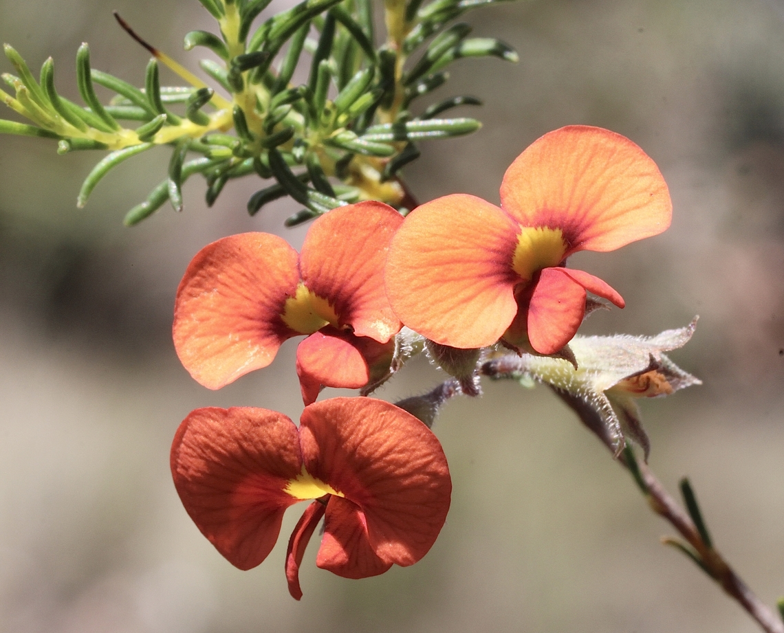 Showy Parrot-Pea - Dillwynia sericea  Australia,Dillwynia sericea,Geotagged,Showy Parrot-Pea,Spring