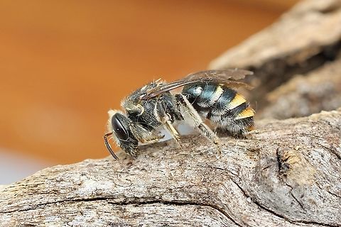 Lipotriches australica