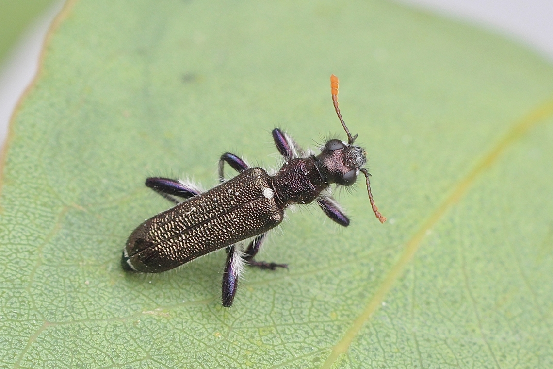 Eleale simplex  Australia,Eleale simplex,Geotagged,Spring