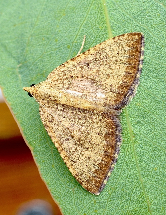Mecynata Moth - Chrysolarentia mecynata  Australia,Chrysolarentia mecynata,Geotagged,Spring