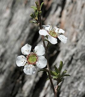 Heath Teatree - Gaudium myrsinoides  Australia,Gaudium myrsinoides,Geotagged,Heath Tea-tree,Spring