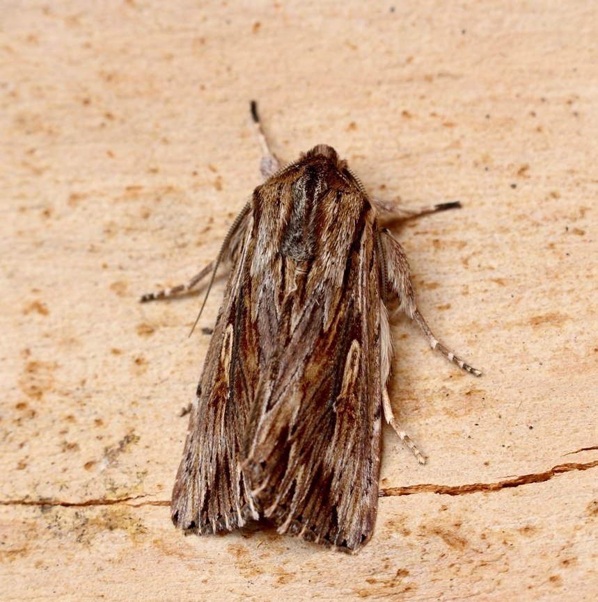 Southern Armyworm - Persectania ewingii Attracted to UV light. Australia,Geotagged,Persectania ewingii,Southern Armyworm,Spring