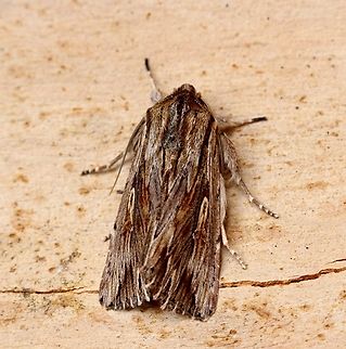 Southern Armyworm - Persectania ewingii Attracted to UV light. Australia,Geotagged,Persectania ewingii,Southern Armyworm,Spring
