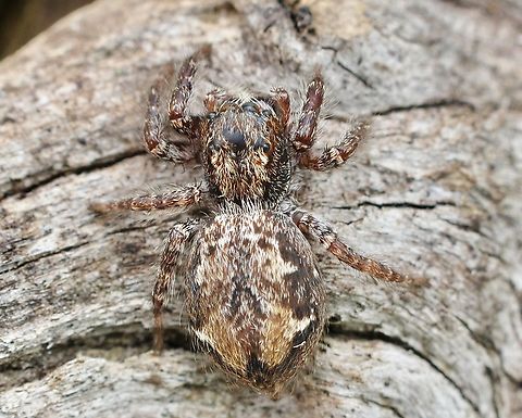 Hoary Servaea - Servaea incana Observed under eucalyptus tree bark, (Eucalyptus camaldulensis) Australia,Geotagged,Servaea incana,Spring
