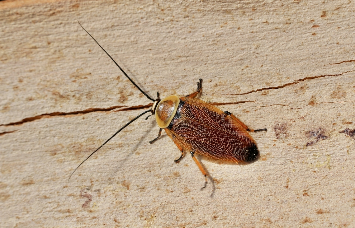 Austral Ellipsidion - Ellipsidion australe  Common Ellipsidion,Ellipsidion humerale