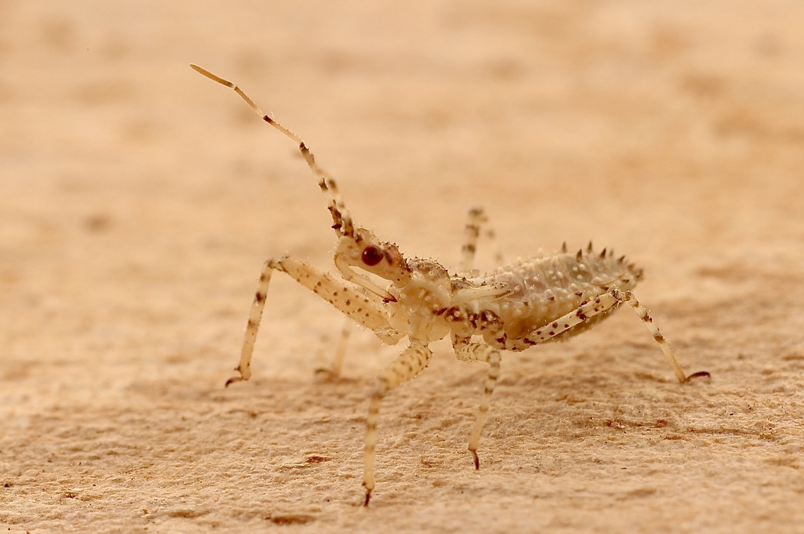 Unidentified juvenile assassin bug. Approximately 5 mm , possibly 1st or 2nd instar. Found in the garden on a daisy plant. Australia,Geotagged,Spring