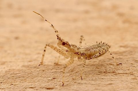 Unidentified juvenile assassin bug. Approximately 5 mm , possibly 1st or 2nd instar. Found in the garden on a daisy plant. Australia,Geotagged,Spring