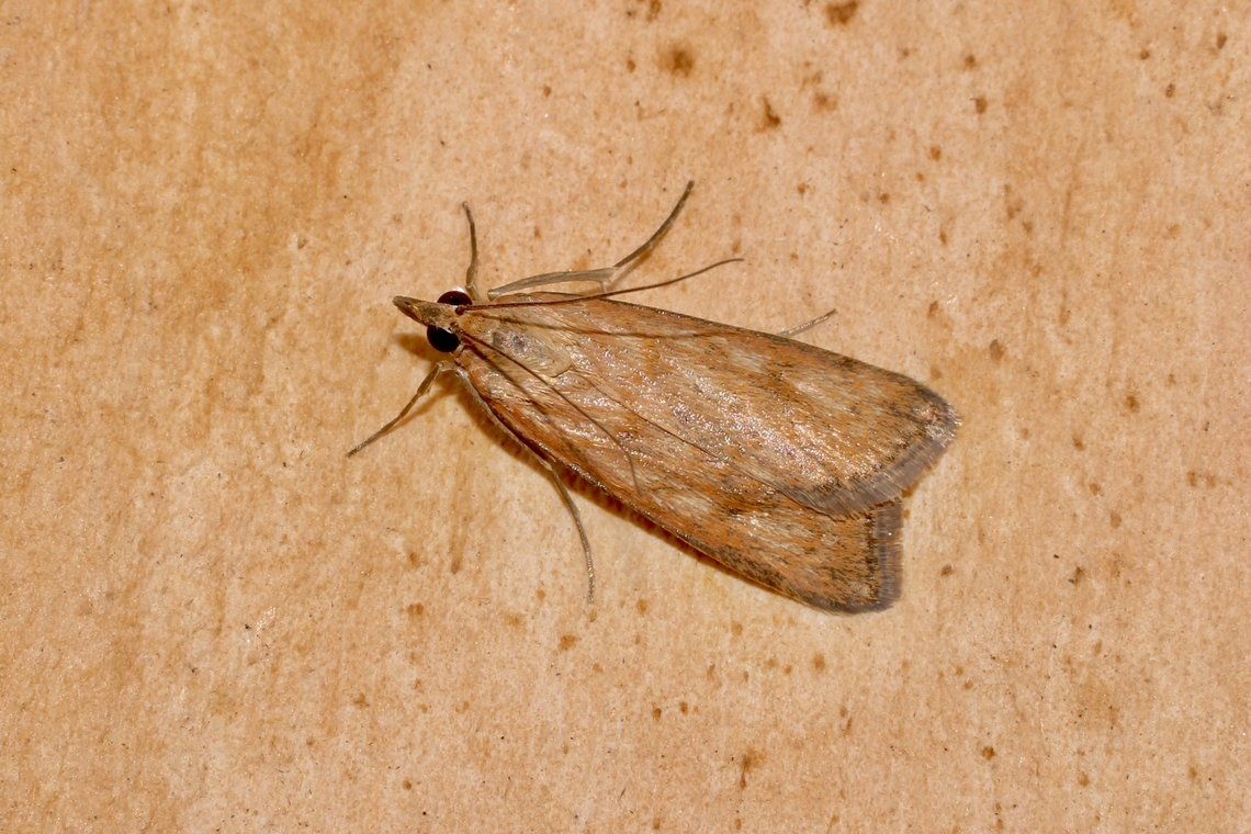 Orange Naked Pearl - Achyra nudalis Attracted to UV light. Achyra nudalis,Australia,Geotagged,Spring