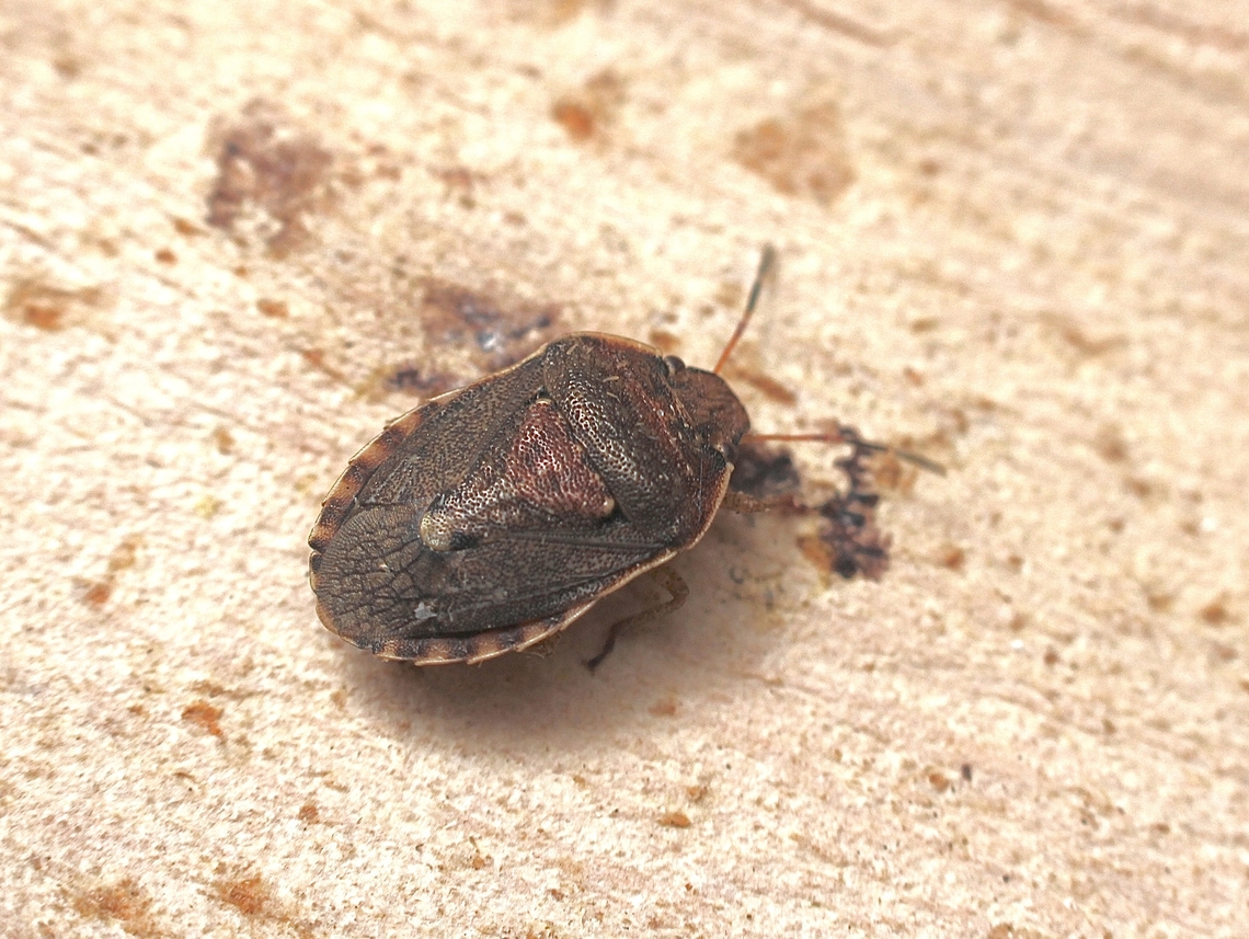 Shield bug species -Dictyotus inconspicuus Observed in garden. Australia,Dictyotus inconspicuus,Geotagged,Spring