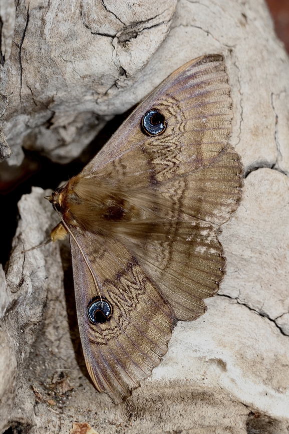Southern Moon Moth -  Dasypodia selenophora  Australia,Dasypodia selenophora,Geotagged,Southern Old Lady Moth,Spring