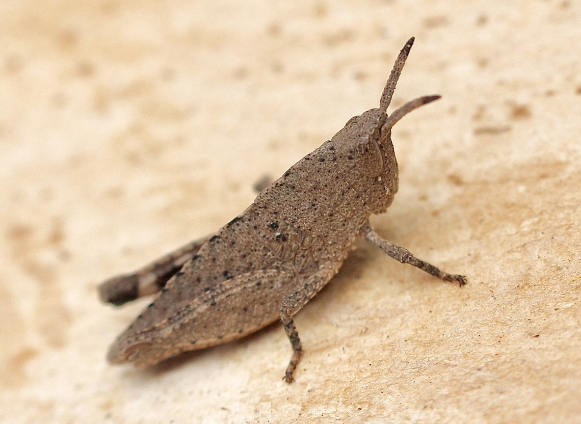 Common Gumleaf Grasshopper - Goniaea australasiae  Australia,Common Gumleaf Grasshopper,Geotagged,Goniaea australasiae,Spring