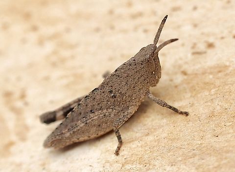 Common Gumleaf Grasshopper - Goniaea australasiae  Australia,Common Gumleaf Grasshopper,Geotagged,Goniaea australasiae,Spring