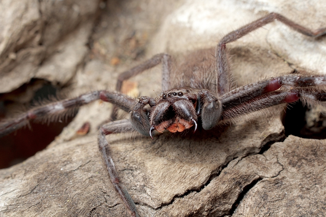 Leishmann's Huntsman - Isopeda leishmanni Not a happy huntsman spider. Australia,Geotagged,Isopeda leishmanni,Spring
