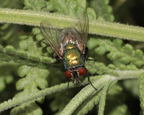Lucilia sericata  Australia,Common European Greenbottle Fly,Geotagged,Lucilia sericata,Spring