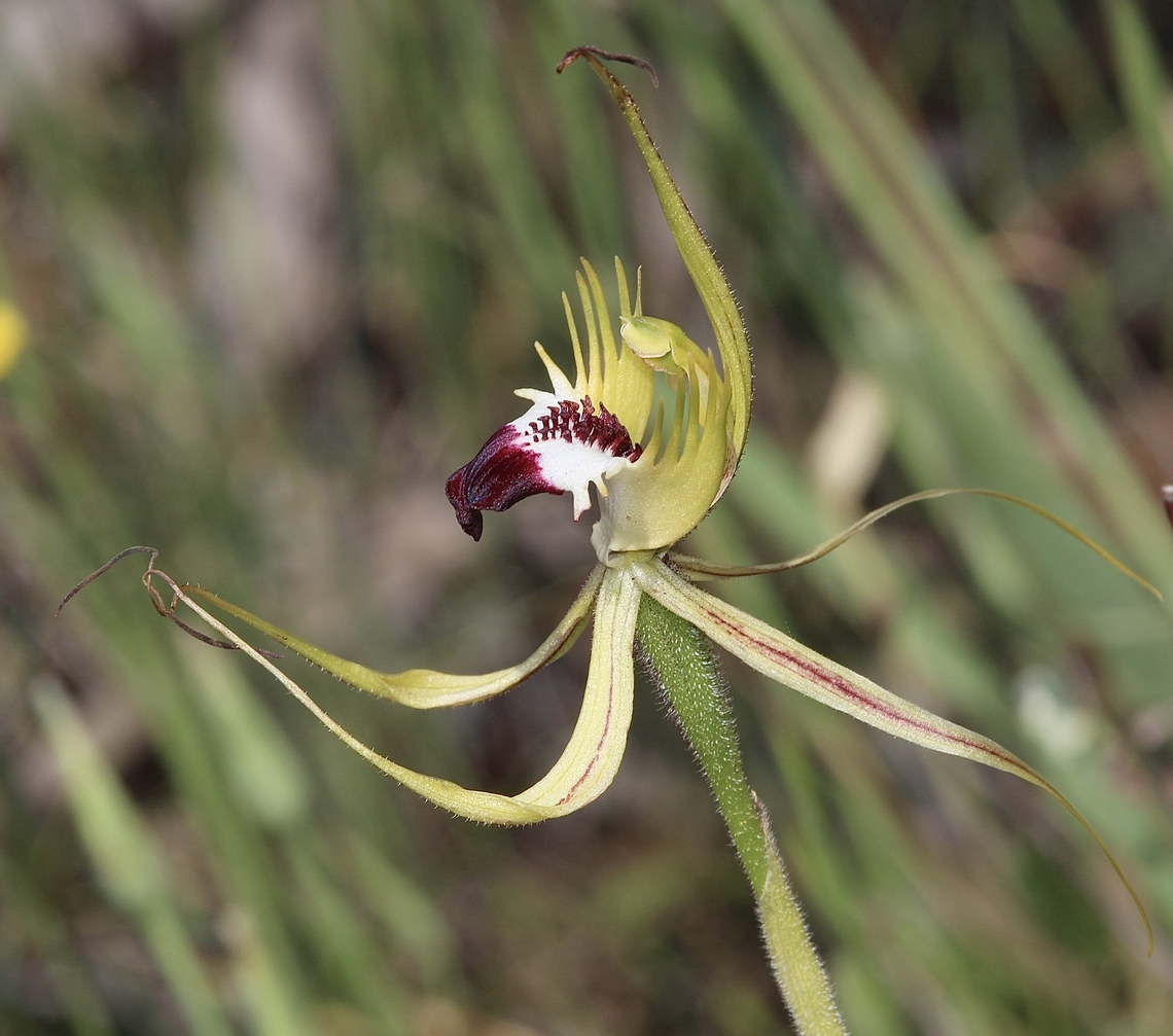 Upright Spider Orchid - Caladenia stricta  Australia,Caladenia stricta,Geotagged,Spring,Upright spider orchid